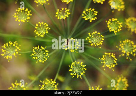 Fleurs jaunes d'aneth, Anethum graveolens. Gros plan. Dans le sol ouvert dans le jardin cultive l'aneth végétal. Banque D'Images