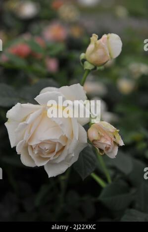 Rose floribunda blanc crémeux (Rosa) Deben Sunrise fleurit à l'exposition ab en mai Banque D'Images