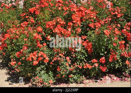 Rose floribunda orange-rouge (Rosa) Deseo fleurit dans un jardin en juillet Banque D'Images