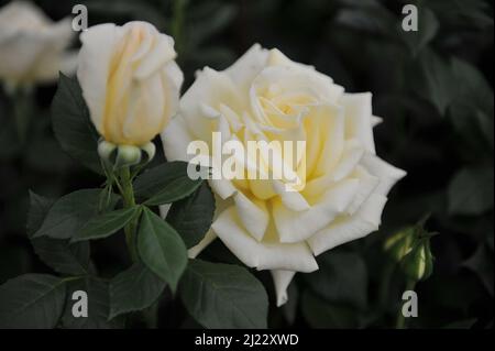 Le thé hybride jaune clair rose (Rosa) Diamond Days fleurit lors d'une exposition en mai Banque D'Images