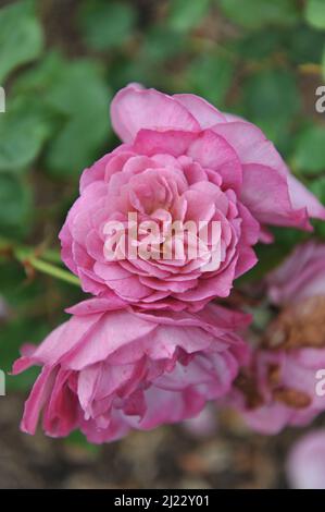 Rose arbuste rose (Rosa) Dornroschen fleurit dans un jardin en juin Banque D'Images