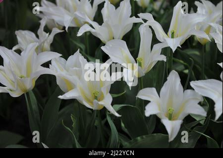 Tulipes blanches à fleurs de nénuphars (Tulipa) Lilysweet fleurissent dans un jardin en avril Banque D'Images