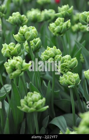 Fleurs de pivoines vertes Double tulipes précoces (Tulipa) petite Reine fleurissent dans un jardin en avril Banque D'Images