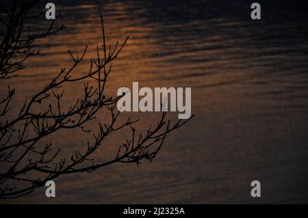 Magnifiques silhouettes d'arbres rouges sans feuilles sur fond de paysage de mer avec lumière du soleil et ombres. Paysage de nature romantique paisible Banque D'Images