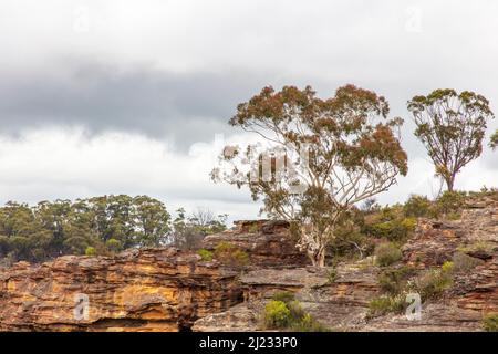 Photographie de grands gommiers sur une falaise dans les plateaux centraux de la Nouvelle-Galles du Sud en Australie. Banque D'Images