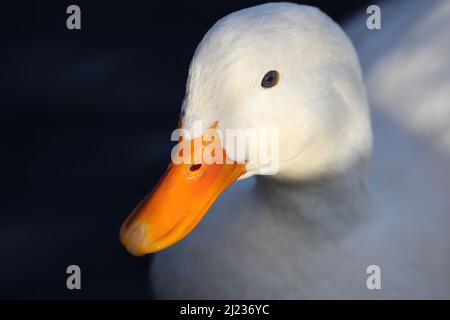 Un canard de Pekin gros plan avec la tête et le bec illuminés par la lumière du soleil. Banque D'Images