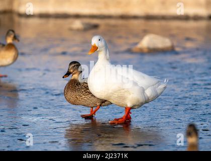 Un canard colvert femelle cozied jusqu'à un canard de Pékin montre la différence de taille frappante entre les deux races. Banque D'Images