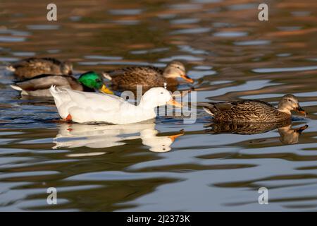 Un canard de Pekin nageant avec un groupe de canards colverts dans un étang. Banque D'Images