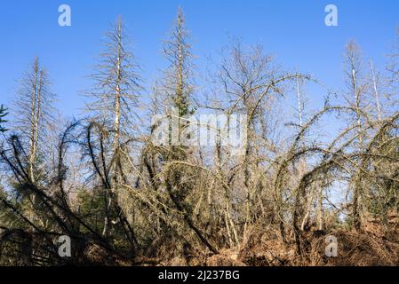 Arbres morts d'épinette (Picea abies), forêt primitive Urwald Sababurg, Hofgeismar, Weser Uplands, Weserbergland, Hesse, Allemagne Banque D'Images