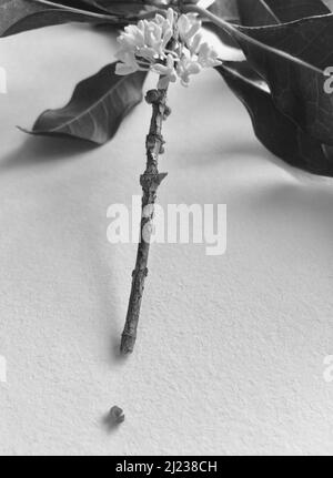 Échelle de gris de fragments Osmanthus isolés sur une table Banque D'Images