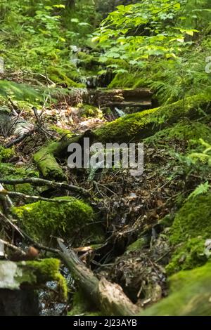 Plan vertical d'un petit affluent de mousse au milieu des buissons de la forêt Banque D'Images