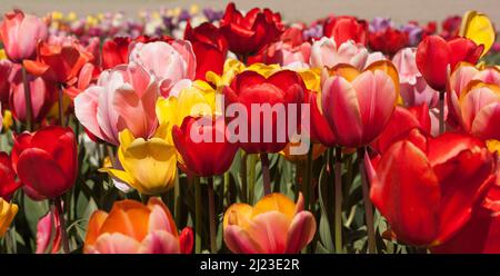 Tulipes mixtes en Hollande Banque D'Images