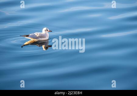 Zug, Suisse - 31 décembre 2021 : mouette isolée sur la mer par temps ensoleillé, avec réflexion dans l'eau sans vagues Banque D'Images