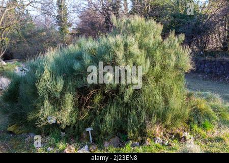 Ephedra fragilis Desf. ssp. Arbuste des Achers campylopoda Banque D'Images