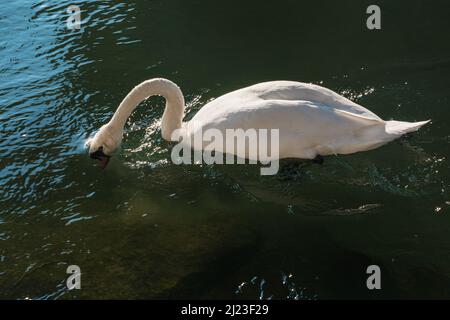 Cygne dans la rivière avec sa tête sous l'eau. Banque D'Images