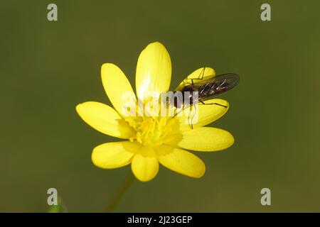 L'aéroglisseur mâle Meliscaeva auricollis, un aéroglisseur familial (Syrphidae) sur une fleur de célandine ou de pilewort moindre (Ficaria verna). Printemps, mars Banque D'Images