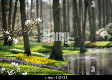 Gros plan de l'arbre à fleurs dans les jardins de Keukenhof sur un fond flou Banque D'Images