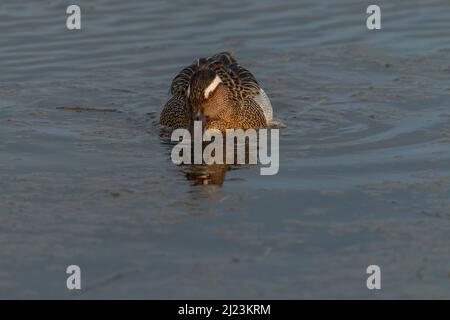 Garganey Anas querquedula à la réserve naturelle de CLEY dans le nord de Norfolk par une journée ensoleillée. Banque D'Images