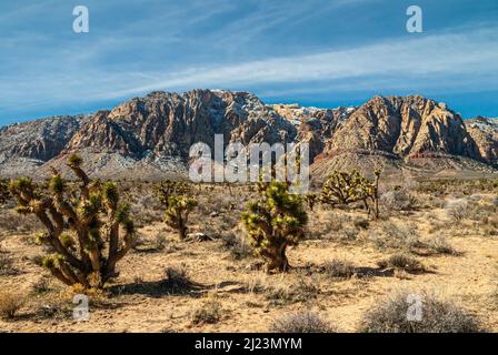 Las Vegas, Nevada, États-Unis - 23 février 2010 : zone protégée de Red Rock Canyon. Joshua Trees sur un sol désertique sec devant un moun de roche gris enneigé Banque D'Images