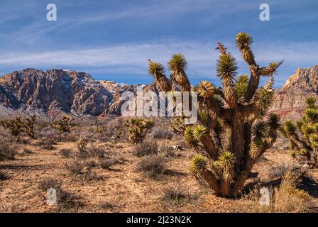 Las Vegas, Nevada, États-Unis - 23 février 2010 : zone protégée de Red Rock Canyon. Gros plan de Joshua Tree sur un sol sec sablonneux du désert avec support à capuchon de neige Banque D'Images