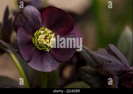 Fleur d'hellébore noir de près avec feuilles bordeaux noires Banque D'Images