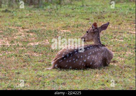 Le cerf tacheté ou l'axe se broutent sur de l'herbe verte fraîche dans une forêt Banque D'Images