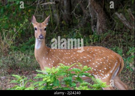 Le cerf tacheté ou l'axe se broutent sur de l'herbe verte fraîche dans une forêt Banque D'Images