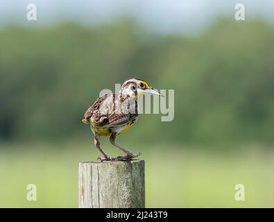 Un jeune jeune de l'est de meadowlark perché sur un poste de clôture en bois rural. Banque D'Images