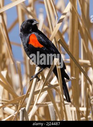 Blackbird à aigle rouge adulte mâle perché sur l'herbe du marais. Comté de Santa Clara, Californie, États-Unis. Banque D'Images