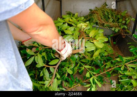 Compost vert.déchets végétaux. Branches dans les mains d'un jardin de man.compost. Compost végétal. Déchets biologiques. Banque D'Images