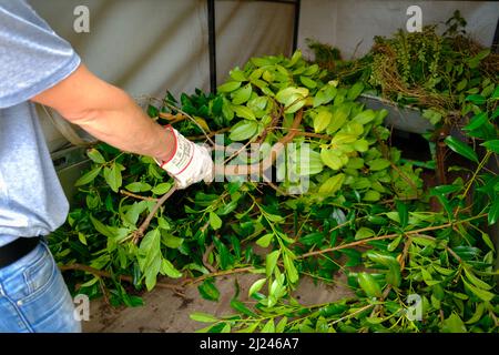 Compost vert.déchets végétaux. Branches d'arbre dans les mains d'un jardin de man.compost. Compost végétal. Déchets biologiques. Banque D'Images