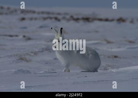 Lièvre arctique, Lepus arcticus, se préparer à sauter en étant assis sur la neige et en portant son manteau d'hiver, Nunavut Canada Banque D'Images