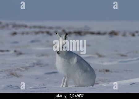 Lièvre arctique, Lepus arcticus, assis sur la neige et portant son manteau d'hiver, Nunavut Canada Banque D'Images