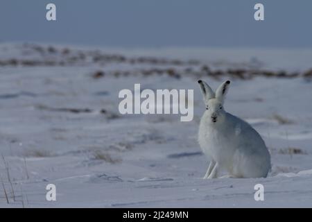 Lièvre arctique, Lepus arcticus, assis sur la neige avec les oreilles pointant vers le haut et regardant directement à la caméra, Nunavut Canada Banque D'Images