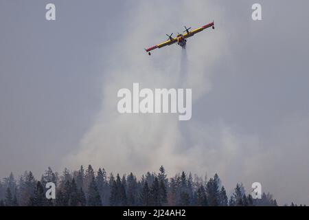 Preddvor, Slovénie, 29/03/2022, Un avion croate de lutte contre les incendies Canadair CL-415 laisse tomber de l'eau lors d'un incendie de forêt près de Predvor après son appel aux pompiers slovènes. La cause de l'un des plus grands incendies de forêt en Slovénie n'est pas connue, mais la sécheresse prolongée dans le pays l'aide à se propager et à continuer sans relâche. Un grand feu de forêt a éclaté dans les collines au-dessus de Predvor, en Slovénie, le 28 mars et a continué de faire rage et de s'étendre. Le feu fait rage en raison de la grave sécheresse dans le pays. Comme la Slovénie n'a pas d'avion de lutte contre l'incendie, la Croatie voisine a envoyé un avion de lutte contre l'incendie de Canadair Banque D'Images