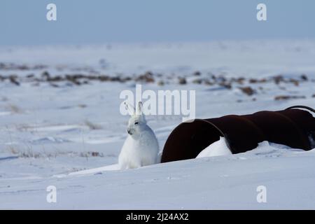 Lièvre arctique, Lepus arcticus, assis sur la neige près d'un vieux baril de carburant, Nunavut Canada Banque D'Images