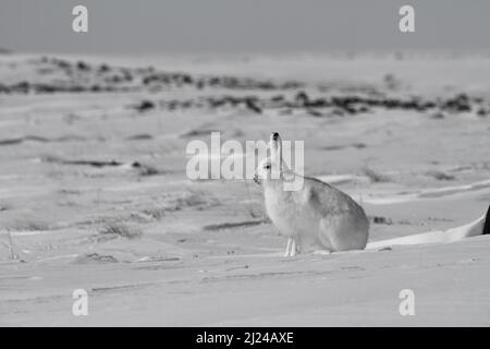 Lièvre arctique, Lepus arcticus, assis sur la neige avec les oreilles vers le haut, Nunavut Canada Banque D'Images