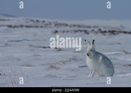 Lièvre arctique, Lepus arcticus, assis sur la neige et portant son manteau d'hiver, Nunavut Canada Banque D'Images