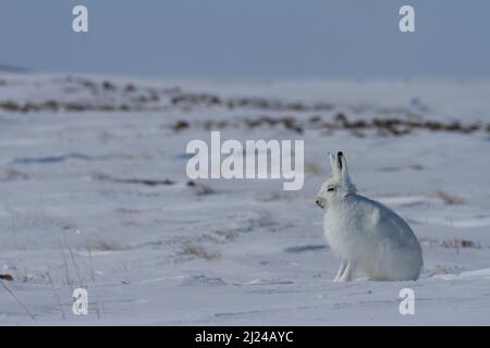 Lièvre arctique, Lepus arcticus, assis sur la neige et portant son manteau d'hiver, Nunavut Canada Banque D'Images