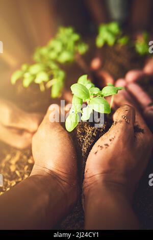 La protection de l'avenir est entre nos mains. Gros plan d'un groupe de personnes méconnaissables tenant des plantes qui poussent hors du sol. Banque D'Images