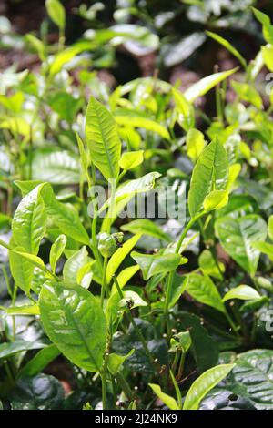 MALANG, INDONÉSIE - 28 avril 2019 : plantation de thé Lawang (kebun teh lawang), Malang, Java-est Banque D'Images