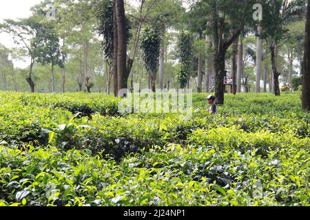 MALANG, INDONÉSIE - 28 avril 2019 : plantation de thé Lawang (kebun teh lawang), Malang, Java-est Banque D'Images