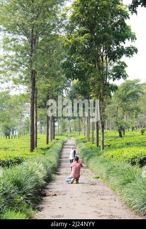 MALANG, INDONÉSIE - 28 avril 2019 : plantation de thé Lawang (kebun teh lawang), Malang, Java-est Banque D'Images