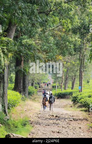 MALANG, INDONÉSIE - 28 avril 2019 : plantation de thé Lawang (kebun teh lawang), Malang, Java-est Banque D'Images