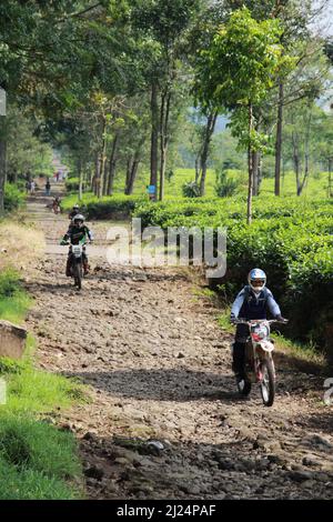 MALANG, INDONÉSIE - 28 avril 2019 : plantation de thé Lawang (kebun teh lawang), Malang, Java-est Banque D'Images