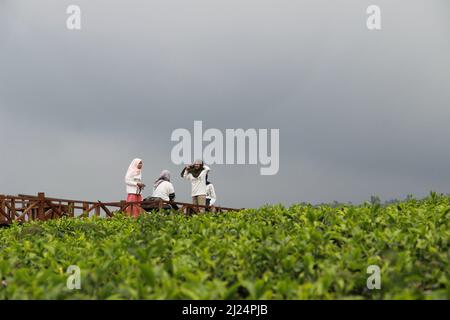 MALANG, INDONÉSIE - 28 avril 2019 : plantation de thé Lawang (kebun teh lawang), Malang, Java-est Banque D'Images