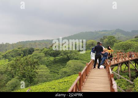 MALANG, INDONÉSIE - 28 avril 2019 : plantation de thé Lawang (kebun teh lawang), Malang, Java-est Banque D'Images