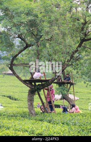 MALANG, INDONÉSIE - 28 avril 2019 : plantation de thé Lawang (kebun teh lawang), Malang, Java-est Banque D'Images