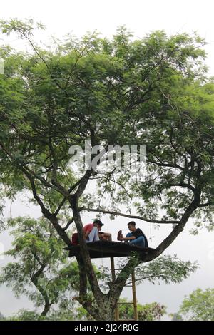 MALANG, INDONÉSIE - 28 avril 2019 : plantation de thé Lawang (kebun teh lawang), Malang, Java-est Banque D'Images