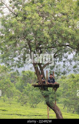 MALANG, INDONÉSIE - 28 avril 2019 : plantation de thé Lawang (kebun teh lawang), Malang, Java-est Banque D'Images